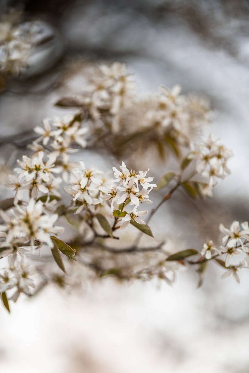 white flowers in tilt shift lens